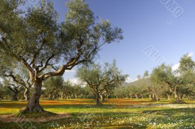 Olive tree field in Kalamata, Greece Olive tree field in Kalamata, Greece