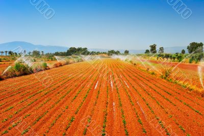 Irrigated farm