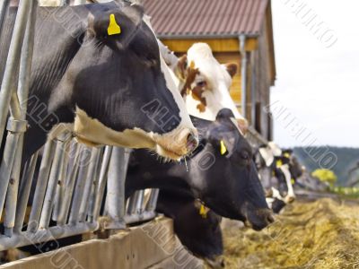 cows on a farm cows on a farm