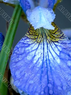Dark blue iris. Summer.