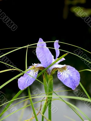 Dark blue iris. Summer.