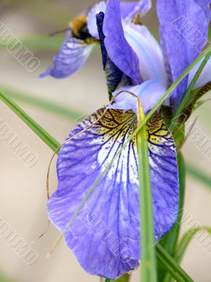 Dark blue iris. Summer.