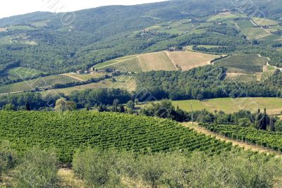 Chianti landscape near Radda, with vineyards and olive trees
