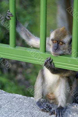 Monkey behind bars humor