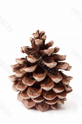 Pine Cone