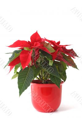 Christmas Flower