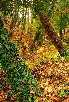 Autumn in the forest