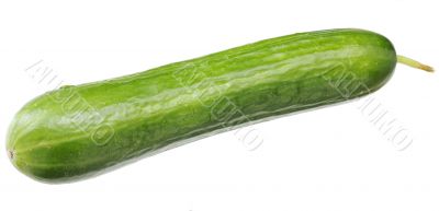A green fresh cucumber with a sticking out sprig