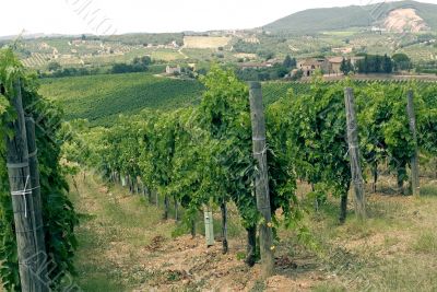 Tuscany - Chianti vineyards