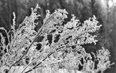 Ised grass monochrome