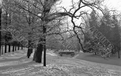 Park in winter monochrome