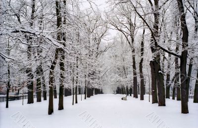 Snow covered trees of avenue