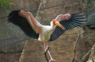 Bird with great wings in Praha zoo