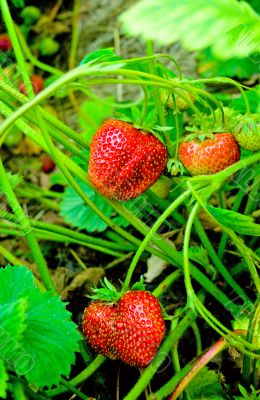 strawberry fruits