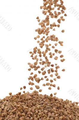 buckwheat macro on white