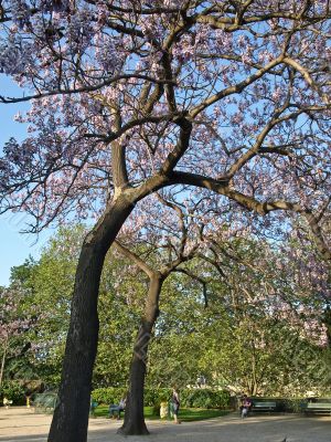 Prime trees in a city park