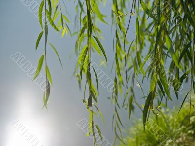 Weeping willow over the water