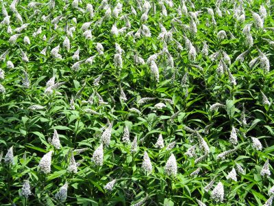 white cone flowers in a field white cone flowers in a field