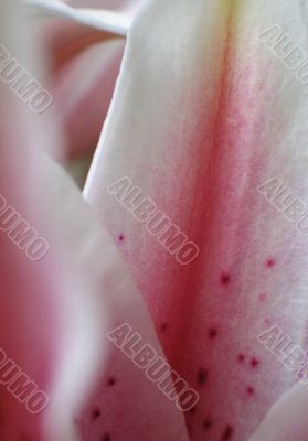 pink flower extreme close up