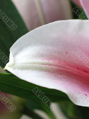 pink flower extreme close up