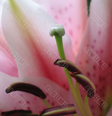 pink flower extreme close up