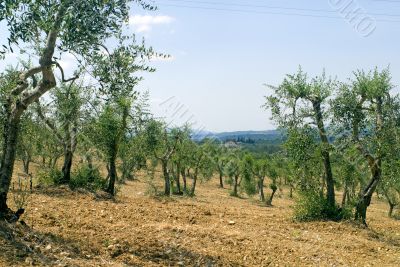 Chianti (Tuscany) - Olive trees