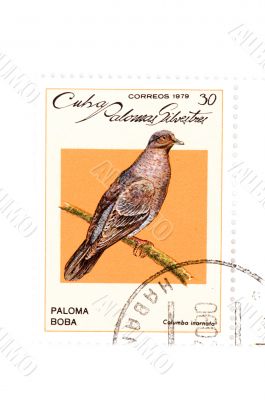 postage stamp bird close up