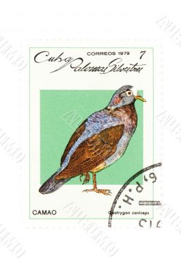 postage stamp bird closeup