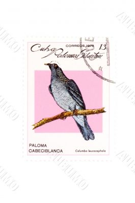 postage stamp bird macro