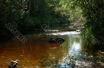 Forest brook with stone