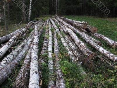 Pile of birch logs in the forest