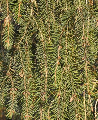 Fir branch texture