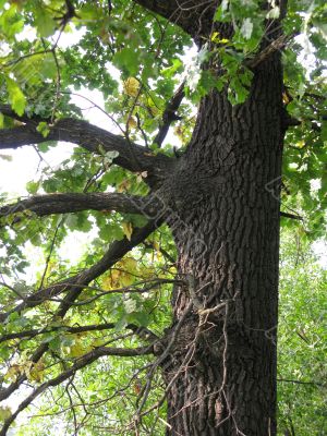 Stem of oak tree