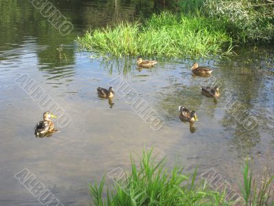 Swimming ducks in brook