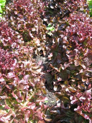 organic lettuces in a garden