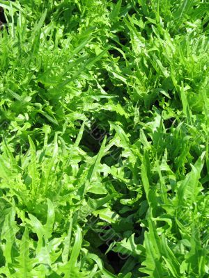 organic lettuces in a garden