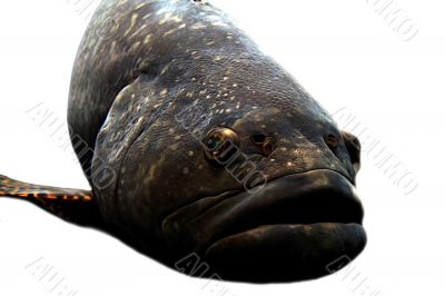 Big Lips Fish