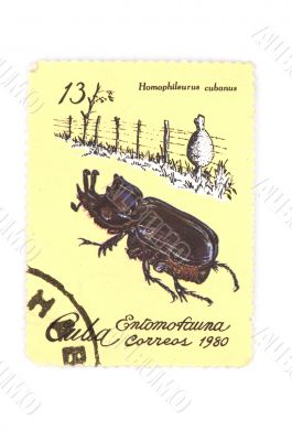 postage stamp beetle