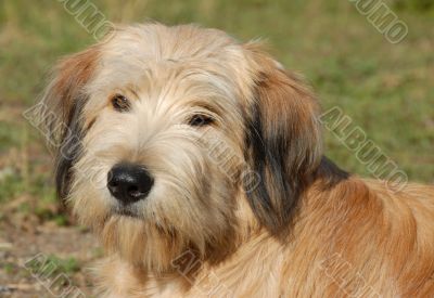 pyrenean shepherd