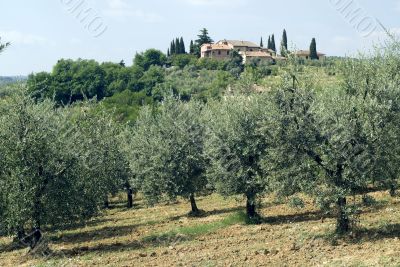 Olive trees and house near San Gimignano, in Tuscany