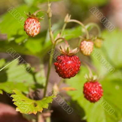 wild strawberry
