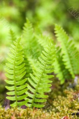 fern in wood