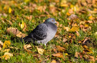 Pigeon in an autumn grass