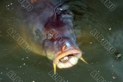 Hungry carp
