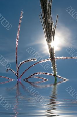 reed over sky and sun