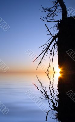 dry tree on rock and sunset