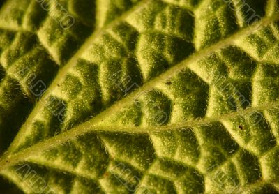 close-up abstract leave structure