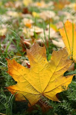 yellow leave among grass