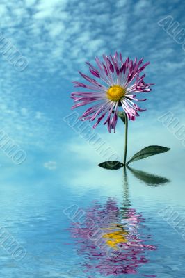 single chrysanthemum over cloudy sky