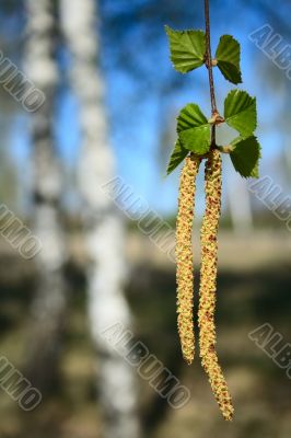 birch catkins